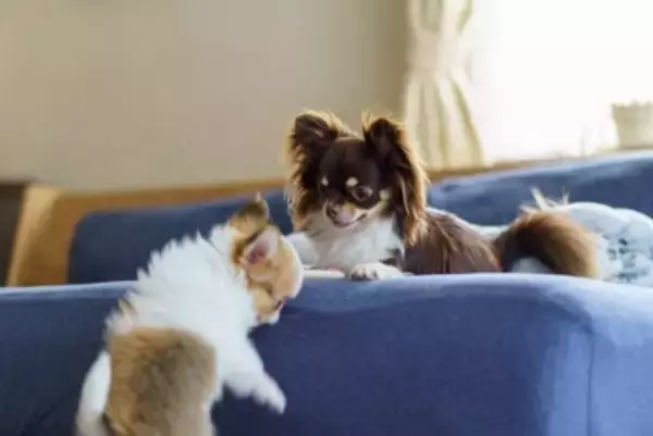 「２頭目の犬を迎えても大丈夫？」獣医師が診療現場で感じる"ワンコを多頭飼育するメリット"