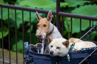 「２頭目の犬を迎えても大丈夫？」獣医師が診療現場で感じる"ワンコを多頭飼育するメリット"