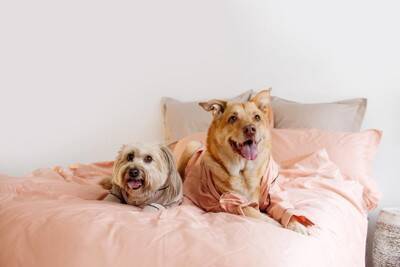 「２頭目の犬を迎えても大丈夫？」獣医師が診療現場で感じる"ワンコを多頭飼育するメリット"
