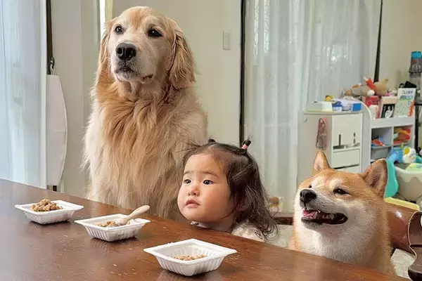 大好物の『納豆』を前にした2匹の犬→『すぐに食べてしまう』と思いきや…礼儀正しい『子どものような光景』に反響「お行儀いい」「目キラキラ」