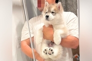 『腕もげるかと思った』5キロほどの赤ちゃん犬→たった1年で…約6倍の『衝撃の成長速度』に反響「カッコよくなってる」「色も変わるのか」