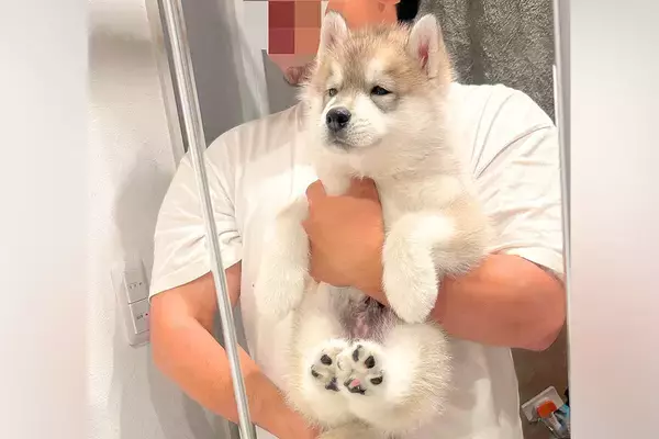 『腕もげるかと思った』5キロほどの赤ちゃん犬→たった1年で…約6倍の『衝撃の成長速度』に反響「カッコよくなってる」「色も変わるのか」