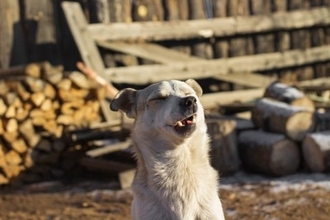 犬の『逆くしゃみ』とは？主な原因や病院に受診すべきタイミングまで解説