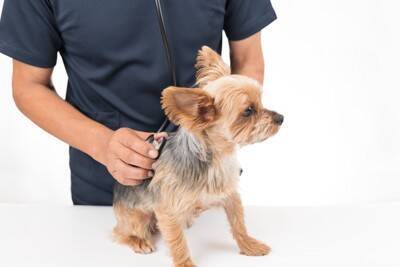 犬の『逆くしゃみ』とは？主な原因や病院に受診すべきタイミングまで解説