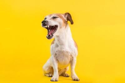 犬の『逆くしゃみ』とは？主な原因や病院に受診すべきタイミングまで解説