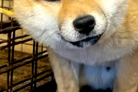 引き取り屋から保護された『悲しい顔の犬』→飼うことを決意し、1年5ヶ月後…愛に溢れた『現在の表情』が18万再生「頑張った」「顔が全然違う」