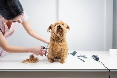 『トリミングサロン』で断られてしまう犬の特徴7選　トリマーに拒否される理由や知っておくべきことまで