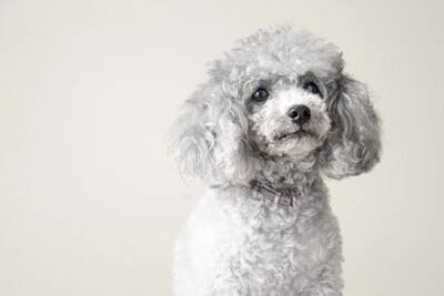 『トリミングサロン』で断られてしまう犬の特徴7選　トリマーに拒否される理由や知っておくべきことまで
