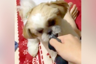 子犬との『引っ張り合い』を撮影した結果→『楽しそうだな』と思った、次の瞬間…まさかの展開に3万いいね「AI疑われるレベルｗ」「良い蹴りだ」