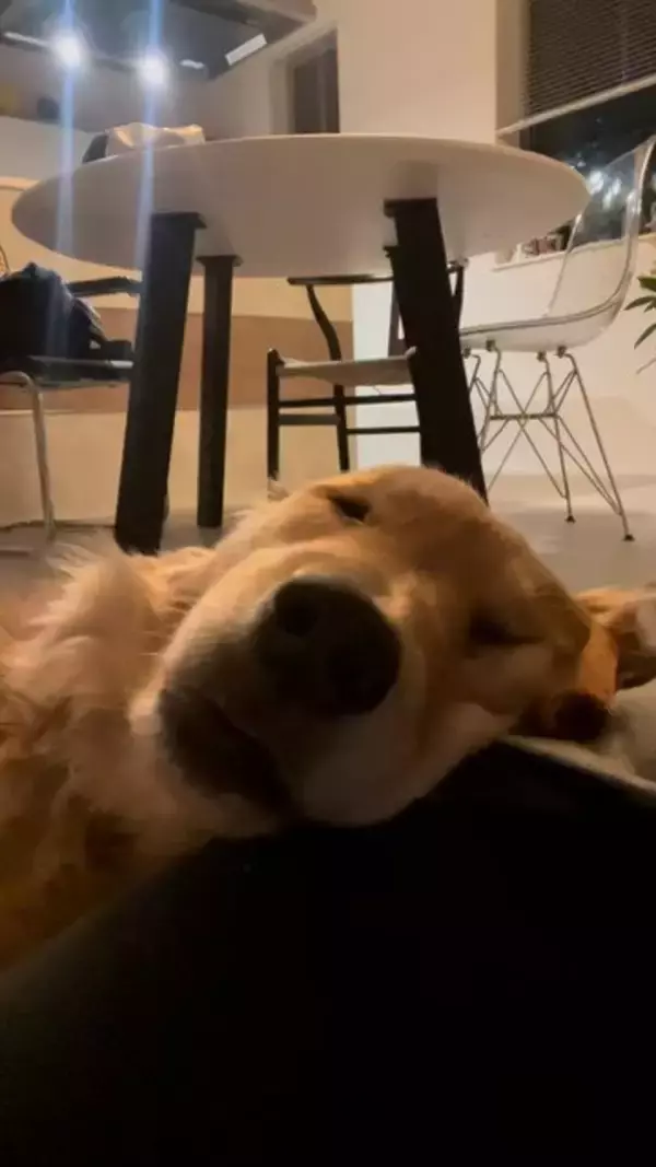 犬が気持ちよく寝ていたら…突然目を覚ました『まさかの理由』が60万再生「うちのお父さんと一緒で草」「犬も人間も変わらんよね」の声