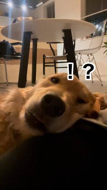犬が気持ちよく寝ていたら…突然目を覚ました『まさかの理由』が60万再生「うちのお父さんと一緒で草」「犬も人間も変わらんよね」の声
