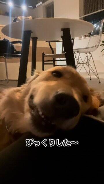 犬が気持ちよく寝ていたら…突然目を覚ました『まさかの理由』が60万再生「うちのお父さんと一緒で草」「犬も人間も変わらんよね」の声