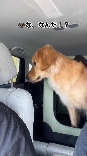 犬が気持ちよく寝ていたら…突然目を覚ました『まさかの理由』が60万再生「うちのお父さんと一緒で草」「犬も人間も変わらんよね」の声