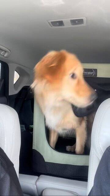 犬が気持ちよく寝ていたら…突然目を覚ました『まさかの理由』が60万再生「うちのお父さんと一緒で草」「犬も人間も変わらんよね」の声