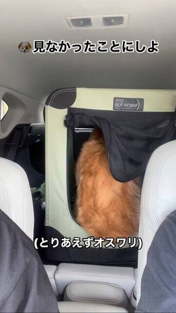 犬が気持ちよく寝ていたら…突然目を覚ました『まさかの理由』が60万再生「うちのお父さんと一緒で草」「犬も人間も変わらんよね」の声