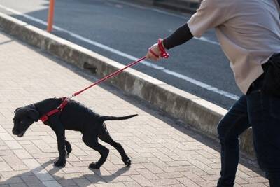 犬の散歩で「ダブルリード」を使うのはなぜ？　危険なトラブルやリスクへの対策として活用しよう