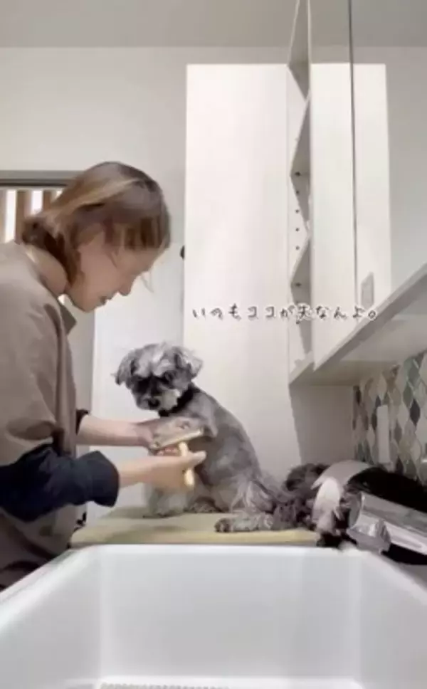 お散歩後に犬の体を洗っていたら、眠たすぎて…大変すぎる『まさかの光景』が13万再生「すべてを委ねてるｗ」「参考になった」称賛の声も