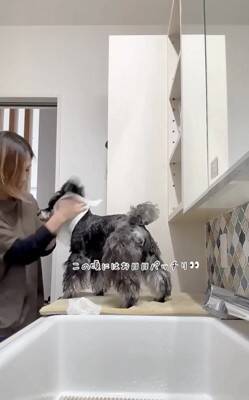 お散歩後に犬の体を洗っていたら、眠たすぎて…大変すぎる『まさかの光景』が13万再生「すべてを委ねてるｗ」「参考になった」称賛の声も