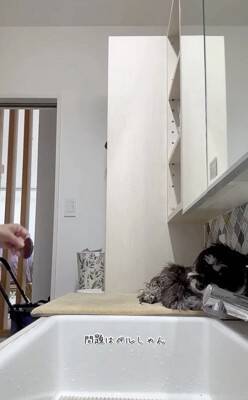 お散歩後に犬の体を洗っていたら、眠たすぎて…大変すぎる『まさかの光景』が13万再生「すべてを委ねてるｗ」「参考になった」称賛の声も