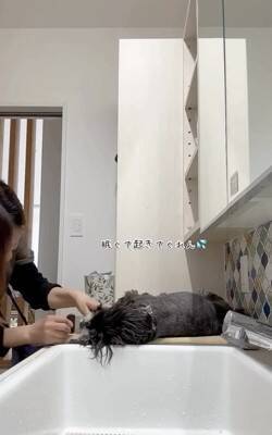 お散歩後に犬の体を洗っていたら、眠たすぎて…大変すぎる『まさかの光景』が13万再生「すべてを委ねてるｗ」「参考になった」称賛の声も