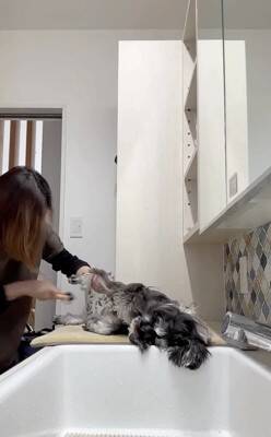 お散歩後に犬の体を洗っていたら、眠たすぎて…大変すぎる『まさかの光景』が13万再生「すべてを委ねてるｗ」「参考になった」称賛の声も