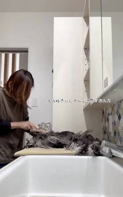 お散歩後に犬の体を洗っていたら、眠たすぎて…大変すぎる『まさかの光景』が13万再生「すべてを委ねてるｗ」「参考になった」称賛の声も
