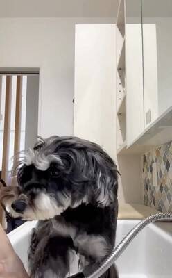 お散歩後に犬の体を洗っていたら、眠たすぎて…大変すぎる『まさかの光景』が13万再生「すべてを委ねてるｗ」「参考になった」称賛の声も