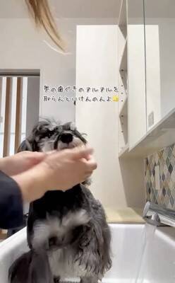 お散歩後に犬の体を洗っていたら、眠たすぎて…大変すぎる『まさかの光景』が13万再生「すべてを委ねてるｗ」「参考になった」称賛の声も