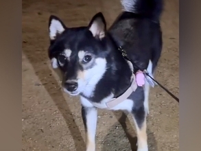 『散歩から帰りたくない』と抗議する犬→『パパが家にいるよ』と伝えた瞬間…素直すぎる『まさかの反応』が50万再生「大好きなんだ」「賢い」