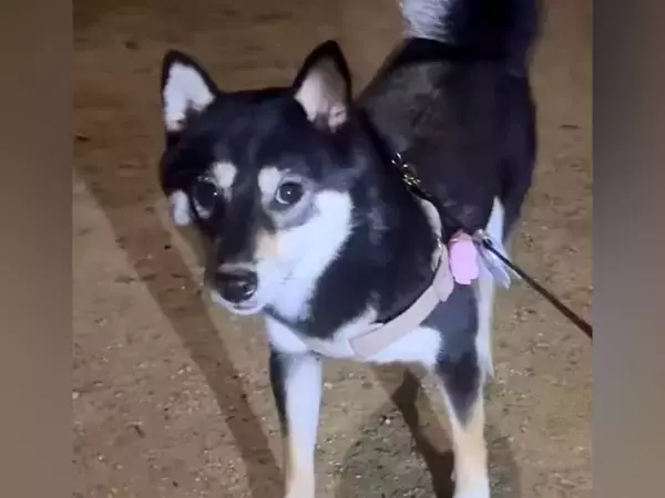 『散歩から帰りたくない』と抗議する犬→『パパが家にいるよ』と伝えた瞬間…素直すぎる『まさかの反応』が50万再生「大好きなんだ」「賢い」