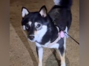 『散歩から帰りたくない』と抗議する犬→『パパが家にいるよ』と伝えた瞬間…素直すぎる『まさかの反応』が50万再生「大好きなんだ」「賢い」