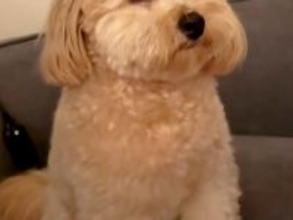 喧嘩中、仲裁しにきた犬→眠たくなりすぎて…仲直りするしかない『予想外の光景』が28万再生「喧嘩どうでもよくなるｗ」「撮影会始まっちゃう」