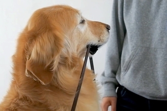 ママが散歩に誘うと大喜びする犬→お兄ちゃんが誘ったら結果…あからさまな『態度の違い』に爆笑「相手を選んでて草」「わかりやすｗ」と7万再生