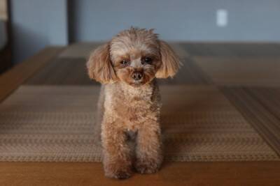 犬が『飼い主を追いかけている』ときの心理6つ　愛犬が後をついてくる理由や注意点まで