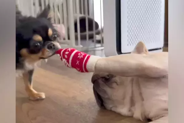 靴下を履いている犬→もう1匹の犬に奪われ続け…あまりにも『無抵抗な光景』が面白すぎると152万再生「可愛すぎて悶絶」「意思なくて草」