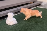 初めて『雪だるま』と対面した大型犬→思った以上にビビってしまい…恐る恐る近付いた結果に反響「雪だるまと闘ってるの草」「体伸びてて笑うｗ」