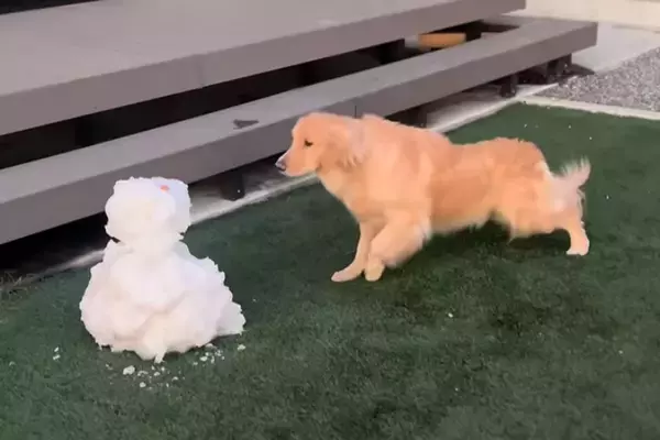 初めて『雪だるま』と対面した大型犬→思った以上にビビってしまい…恐る恐る近付いた結果に反響「雪だるまと闘ってるの草」「体伸びてて笑うｗ」
