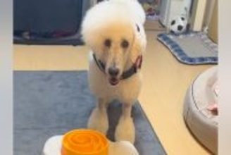 ごはんのおかわりを要求する大型犬→お皿に向かって…亭主関白すぎる『まさかの光景』が152万再生「ちゃぶ台返しで草」「はよ出せこらぁ！ｗ」