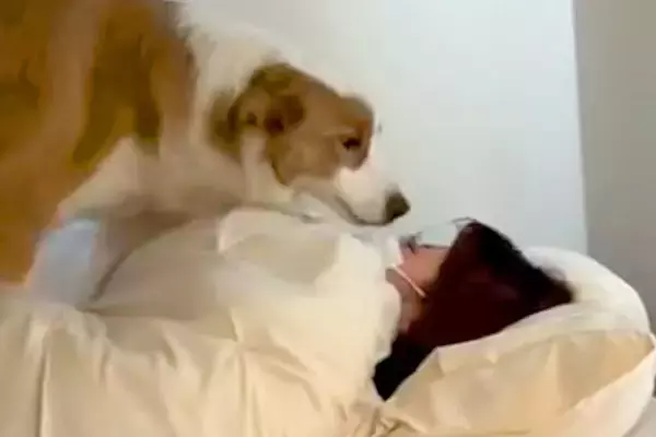 インフルエンザにかかったお姉ちゃん→なぜか犬が様子を見に行って…愛に満ちた『看病』が尊いと56万再生「なんて優しい子」「大好きなんだね」