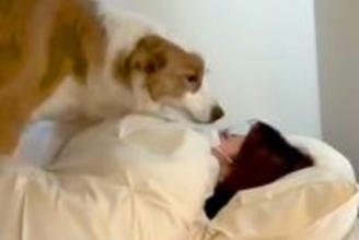 インフルエンザにかかったお姉ちゃん→なぜか犬が様子を見に行って…愛に満ちた『看病』が尊いと56万再生「なんて優しい子」「大好きなんだね」