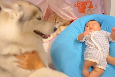 『どうしても離れたくない』赤ちゃんのことが大好きな大型犬→寝る時間になったら…愛おしいお別れの様子に反響「妹想いの兄だ」「愛に感動」