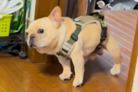 寒い日、ストーブの前から離れない犬→散歩に行こうとした結果…思わず笑う『拒否の仕方』が77万再生「引きずられてて草」「表情が最高ｗｗ」