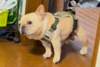 寒い日、ストーブの前から離れない犬→散歩に行こうとした結果…思わず笑う『拒否の仕方』が77万再生「引きずられてて草」「表情が最高ｗｗ」