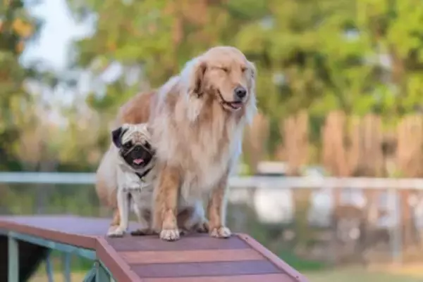 『ニオイが強い』犬種5選　主な原因や体臭を減らすためのお手入れポイントまで