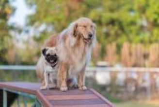 『ニオイが強い』犬種5選　主な原因や体臭を減らすためのお手入れポイントまで