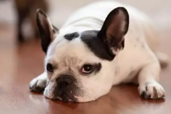 犬が『飽きた』と言っているサイン3つ　退屈しているときの仕草や行動、満足させる方法まで