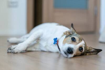 犬が『飽きた』と言っているサイン3つ　退屈しているときの仕草や行動、満足させる方法まで