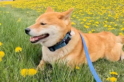 タンポポ畑で休憩する犬→『行こう』と声を掛けた結果、なぜかそのまま…思わず笑う『まさかの行動』に反響「静かな抵抗ｗ」「ツチノコみたいで草」