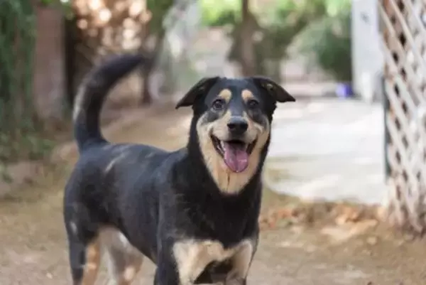 犬が『しっぽを振っている』ときの心理3つ　嬉しいだけじゃない？愛犬の気持ちを判断する方法まで