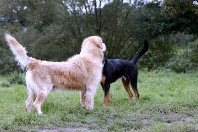 犬が『しっぽを振っている』ときの心理3つ　嬉しいだけじゃない？愛犬の気持ちを判断する方法まで